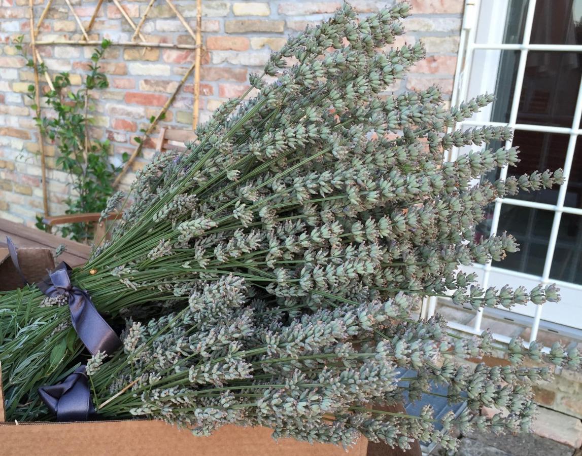 Il Giardino Nella Valle Belvedere Ostrense Zewnętrze zdjęcie