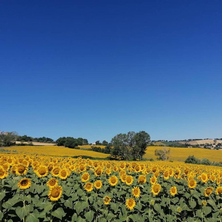 Il Giardino Nella Valle Belvedere Ostrense Zewnętrze zdjęcie